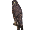 buzzard