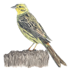 Golden Bunting Bird