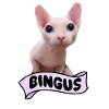 Bingus Cat Meme
