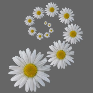 Margeriten Blume, Blumen, Blüte, floral, blumig