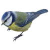 Blue tit - blue tit