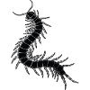 mille-pattes