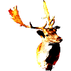 fallow deer