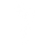 White paradise bird
