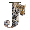 J Jaguar alphabet animals