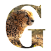 G Guépard alphabet animaux