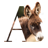 A Ane alphabet animaux