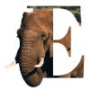 E Elephant alphabet animaux