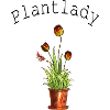 Fleurs Dame