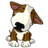 Happy Bullterrier Puppy Brown