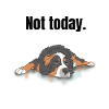 Bernese Mountain Dog Gift