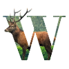 W Wapiti alphabet animals