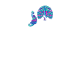 Peacock Heartbeat Peacock