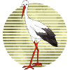 Stork