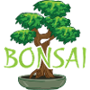 Bonsai in a pot