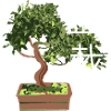 Bonsai Tree Plants