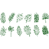 Palm leaves