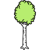 Birch Trees Cool