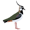 lapwing