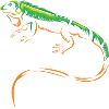 iguana