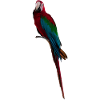 Macaw Long Tail