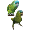 Amazon parrots