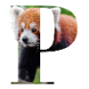 P Red Panda