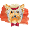 Chien - Yorkshire Terrier