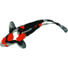 Koi Karpfen