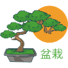 Bonsai Small Tree
