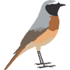 common redstart