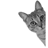 Chat mignon chat chat