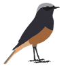 black redstart