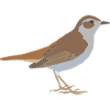 nightingale