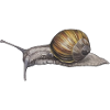 Snails Watercolor Illustration