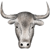 bull