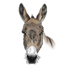 Esel Kopf farbig