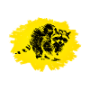 raccoon