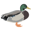 mallard