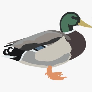 Stockente