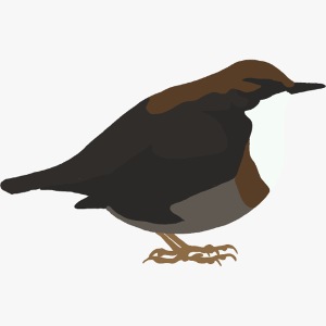 Wasseramsel