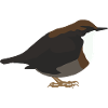 dipper