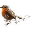 cheeky robin