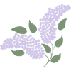 lilac