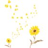 Sunshine Flower Blossom Sunflower