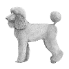 Autocollant standard Caniche