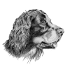 Gordon setter sticker
