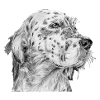 Englisch Englisch Setter