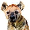hyena