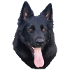 Black Beauty Portrait